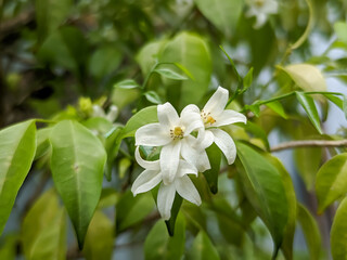 A close-up of a flowering tree branch, showcasing two beautiful white blossoms with yellow centers. The lush, green foliage is slightly blurred in the background, creating a serene and natural scene.