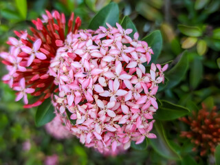 A detailed macro shot of two clusters of small, star-shaped flowers. The main cluster is a soft pink, while a smaller, budding cluster is a vibrant red, surrounded by lush green foliage.