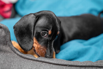 A charming dachshund puppy with black and tan fur relaxes comfortably on a soft blue blanket, exuding warmth and cuteness.