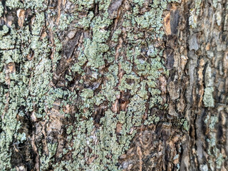 A tree trunk with a rugged, textured surface. The bark is covered in a mixture of light green lichen and dark brown furrows, creating an intricate natural pattern.