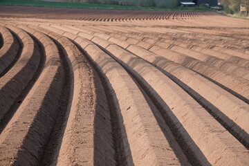 Ready-to-plant field lines