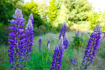 Obraz premium lavender flowers in the garden