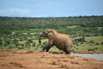 Fototapeta premium Africa- Close Up of a Wild Elephant Struggling to Climb Out of a Waterhole