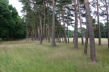 Obraz premium trees in the forest
