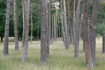 Fototapeta premium trees in the forest