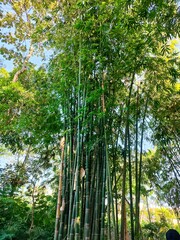 Fototapeta premium shady bamboo trees, good for background