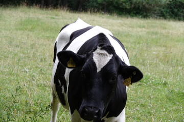 black and white cow