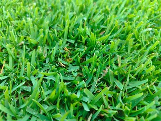 texture of grass on a football stadium field after being cut