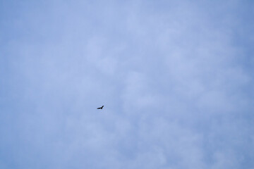 birds in the sky