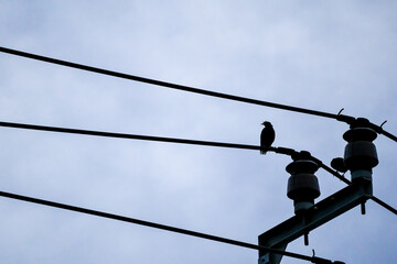 electrical power lines