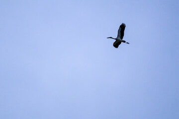 birds in flight