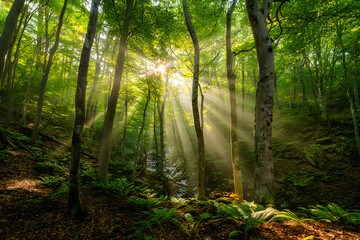 Obraz premium sun rays in the forest