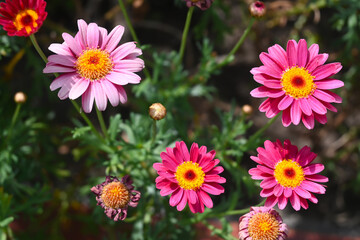 FLORES JARDIN PASTO GARDES ROMERO MARAGARITA FLOR PUERTA MANILLA 
