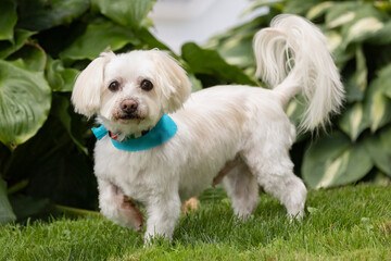 Maltese Mix Dog, Canis lupus familiaris Small White Dog on Grass.