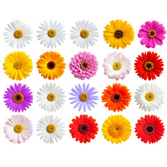 Untitled design - Single flowers collection, set isolated on transparent white background By Photocreo Bednarek 