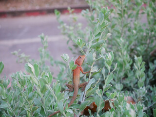 Small Brown Lizard Climbing Green Bush Leaves in Outdoor Garden Setting, Sunny Morning Nature Wildlife