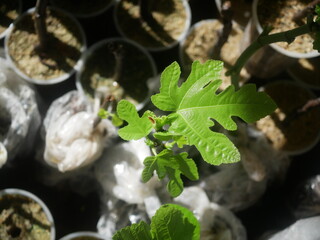 Fresh Green Seedling Fig Tree With Lobed Leaves Surrounded By Nursery Pots And Soil In Bright Light