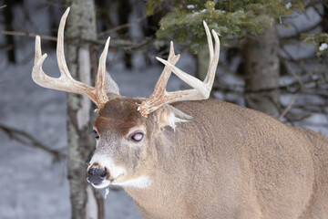 White Tailed Deer Odocoileus virginianus Buck with Blind Eye