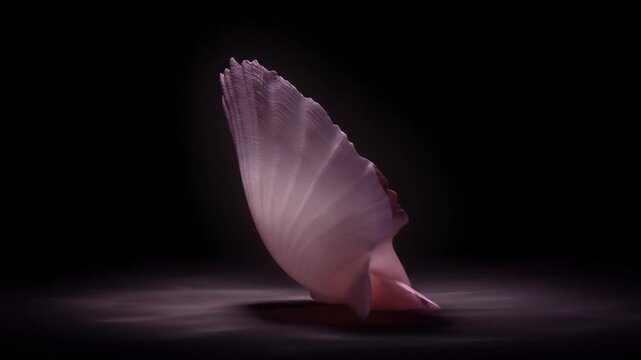 Close up of a delicate seashell with a ridged texture on a dark background