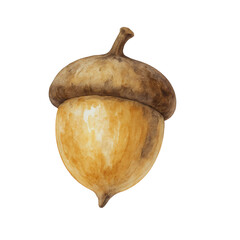 acorn on white background © betania