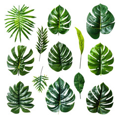Tropical leaf arrangement (1)