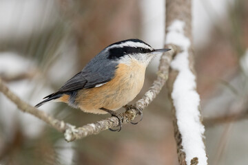 Red Breasted Nuthatch Bird,  Sitta canadensis Perched on Winter Branch