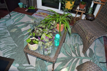 Plants and Furniture on a Deck
