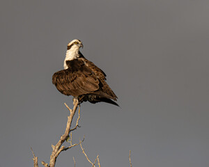 Osprey with spread wings perched on a tree branch
