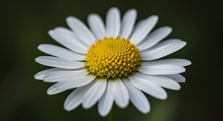 Obraz premium Close up view of a daisy flower with white petals and yellow center