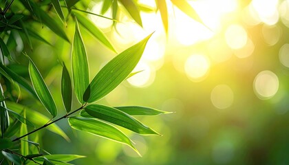 Fototapeta premium Bamboo Leaves in Sunlight with Bokeh Effect Green Leaves Against Bright Sunlit Background Close Up