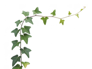 Green ivy vine branch growing upwards with for design