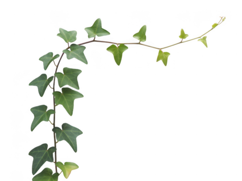 Green ivy vine branch growing upwards with for design