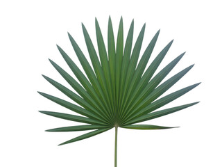 Fototapeta premium Detailed close up of a green fan palm leaf against a stark black backdrop