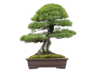 Ancient japanese bonsai tree lush green foliage artistic miniature landscape nature