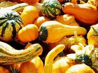 pumpkins and gourds
