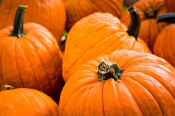 pumpkin on the ground