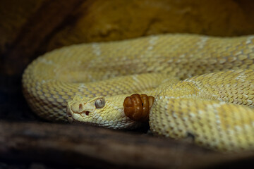 Close-up of the head and part of the rattle of an albino rattlesnake.
