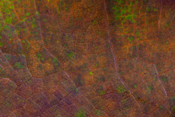 Abstract macro texture background of a decaying autumn leaf. The close-up detail shows a cracked cellular pattern with rich brown, red, and green earthy tones