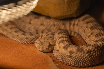 Horned viper kept in a terrarium.
