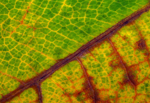 An abstract macro photograph of an autumn leaf changing colors. The deep purple brown veins contrast with the vibrant green, yellow, and brown decay, symbolizing the change of seasons