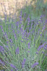 lavender field provence france