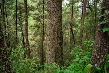 Arbol con corteza texturizada en bosque de Oaxaca