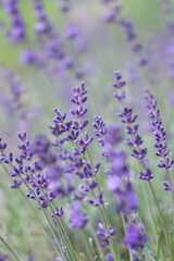 lavender field provence france
