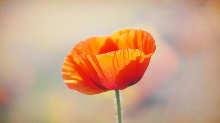 Close-up of a Vibrant Orange Poppy Flower with Delicate Petals and Soft Bokeh Background bloom