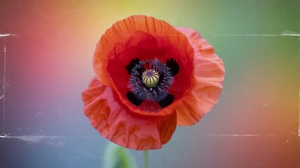 Close-up of a Vibrant Red Poppy Flower with Black Center on a Softly Blurred Rainbow Background bloom