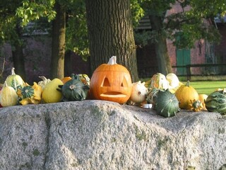 pumpkins in a garden