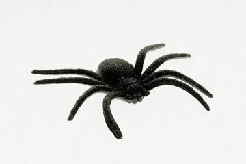spider halloween
