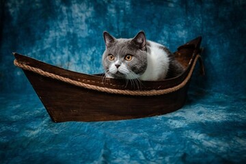 cat in a basket