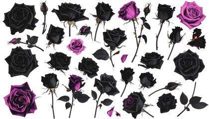 Black and Purple Roses Collection.