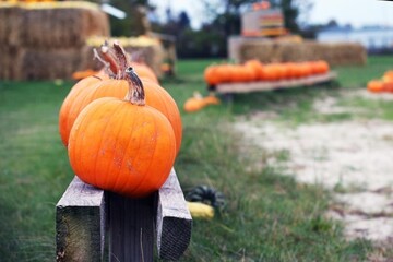 pumpkin in the garden